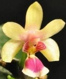 Phalaenopsis deliciosa var. hookerianum