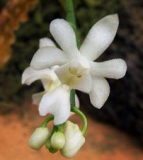 Phalaenopsis deliciosa var. alba