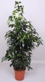 Ficus benjamina Danielle 180 cm