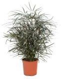 Dizygotheca elegantissima - 70 cm