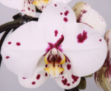 Phalaenopsis ´Black Pearl´