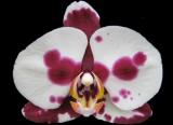 Phalaenopsis ´Big in Japan´