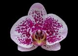 Phalaenopsis ´9071´