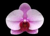 Phalaenopsis ´9080´