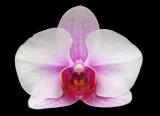 Phalaenopsis ´9103´