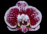 Phalaenopsis ´9138´