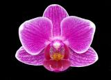 Phalaenopsis ´9129´
