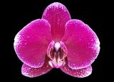 Phalaenopsis ´9189´