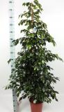 Ficus benjsmina Midnight Lady - 180 cm