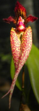 Bulbophyllum Emely Siegerist