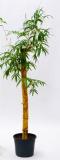 Bambusa vulgaris 160 cm
