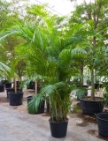 Areca (chrysalidocarpus) lutescens 270 cm