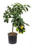 Citrus lemon - 85 cm