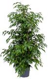 Ficus benjamina Tuft