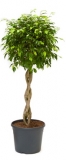 Ficus benjamina Stem braided