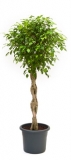 Ficus benjamina Stem braided
