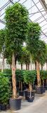 Ficus benjamina Columnar