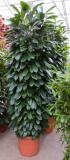 Ficus cyathistipula column