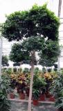 Ficus fibrosa