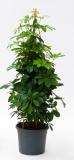 Schefflera arboricola pyramid 140 cm 