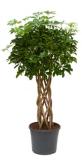 Schefflera arboricola cylinder 125 cm