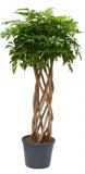Schefflera arboricola cylinder 160 cm