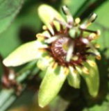 Passiflora allantophylla 