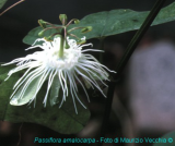 Passiflora amalocarpa