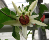 Passiflora aurantia var. samoensis