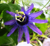 Passiflora Blue Bride 