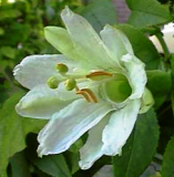 Passiflora ampullacae 