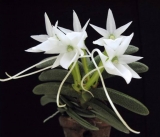 Angraecum aloifolium - navázaná