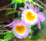Dendrobium loddigesii 