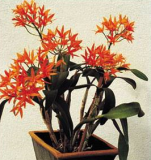 Cattleya (Guarianthe aurantiaca) aurantiaca