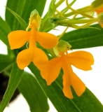 Habenaria rhodocheila Orange - zatahující rostlina