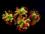 masožravá mucholapka - Dionaea muscipula
