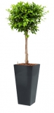 Ficus nitida - Runner anthracite