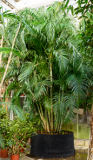 Areca (chrysalidocarpus) lutescens 520 cm