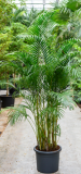 Areca (chrysalidocarpus) lutescens 250 cm