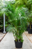 Areca (chrysalidocarpus) lutescens 300 cm