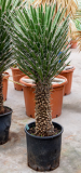 Yucca filifera 130 cm