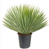 Yucca rostrata 70 cm