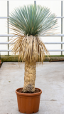 Yucca rostrata 170 cm