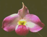 Paphiopedilum vietnamense