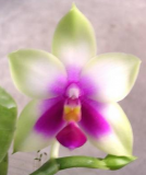 Phalaenopsis bellina 