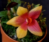 Dendrobium (cuthbertsonii x sulawesii) Orange x cuthbertsonii