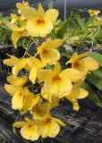 Dendrobium Golden Aya