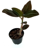 Ludisia discolor - foto ilustrační