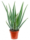 Aloe vera - 60 cm