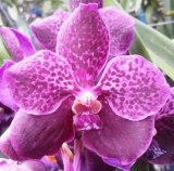 Vanda Dark Violet Spots - kvetoucí nebo nakvétající